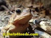 /home//u458753944/public_html/sourcegallery//Roxborough Toad Detour/2013-2019/2017/P4110688.JPG